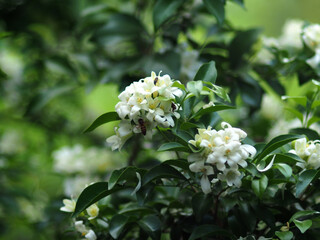 White jasmine and bee worker on green bokeh background 