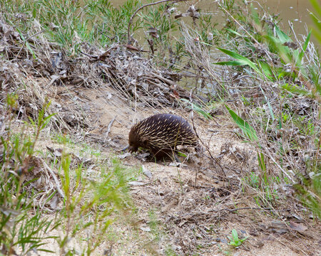 An echidna walking through Australian bushland by a river