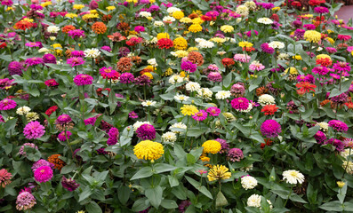 Beautifully colored flowers with contrasting colours.