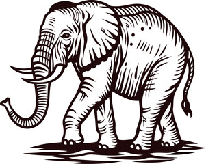 Fototapeta premium vintage engraved illustration of an african elephant walking with raised trunk on white background