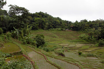 Beautiful rice terraces in Mai Chau, North Vietnam. The north of Vietnam is known for its beautiful green nature and hills.