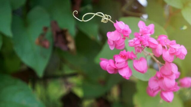 Close-up of Antigonon leptopus fruit, known as &ldquo;air mata pengantin,&rdquo; hanging from a vine with soft-focus garden background, capturing nature&rsquo;s gentle beauty.