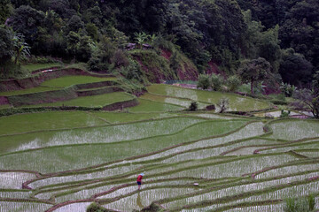 Beautiful rice terraces in Mai Chau, North Vietnam. The north of Vietnam is known for its beautiful green nature and hills.