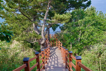 Wooden Trail Descending Toward Coastline Through Pine Forest