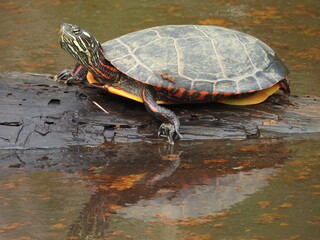 Eastern painted turtle basking in the warmth of the summer sun. Blackwater National Wildlife Refuge, Dorchester County, Cambridge, Maryland.