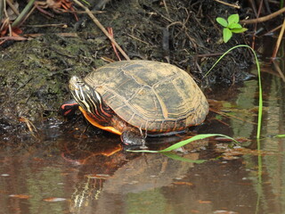 Eastern painted turtle basking in the warmth of the summer sun. Blackwater National Wildlife Refuge, Dorchester County, Cambridge, Maryland.