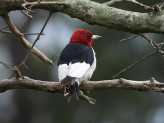 A red-headed woodpecker perched on a branch, within a woodland forest. Blackwater National Wildlife Refuge, Dorchester County, Cambridge, Maryland.