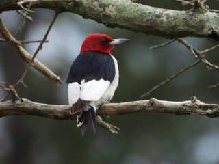 A red-headed woodpecker perched on a branch, within a woodland forest. Blackwater National Wildlife...