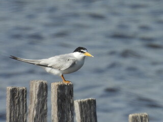 A least tern, seabird, perched on a wooden pillar, within the wetlands of the Blackwater National Wildlife Refuge, Dorchester County, Cambridge, Maryland.