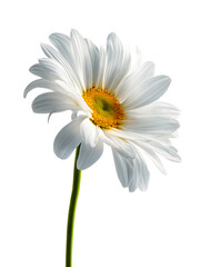 Fototapeta premium A single white daisy flower isolated on white or transparent background