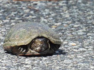Eastern mud turtle living within the wetlands of the Blackwater National Wildlife Refuge, Dorchester County, Cambridge, Maryland.