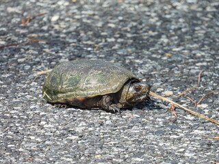 Eastern mud turtle living within the wetlands of the Blackwater National Wildlife Refuge, Dorchester County, Cambridge, Maryland.