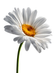 Naklejka premium A single white daisy flower isolated on white or transparent background