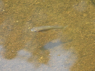 A mummichog, killifish, swimming within the wetland waters of a salt marsh within the Blackwater National Wildlife Refuge, Dorchester County, Cambridge, Maryland.