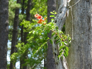 Trumpet vine bloomed within the woodland forest of the Blackwater National Wildlife Refuge, Dorchester County, Cambridge, Maryland.