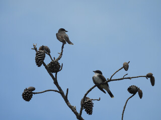 A pair of eastern kingbirds, perched on pine branches, within the wetland forest of the Blackwater National Refuge, Dorchester County, Cambridge, Maryland. 