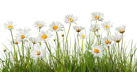 Grass and white daisy flowers isolated on white or transparent background