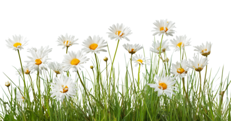 Grass and white daisy flowers isolated on white or transparent background