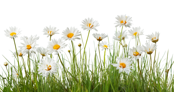 Grass and white daisy flowers isolated on white or transparent background