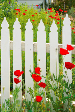 Poppies growing along a picket fence