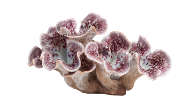 Beautiful decorative mushroom with vibrant colors and unique shape. transparent background