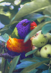 Colorful Rainbow Lorikeet Feeding on Fruit in Lush Green Foliage
