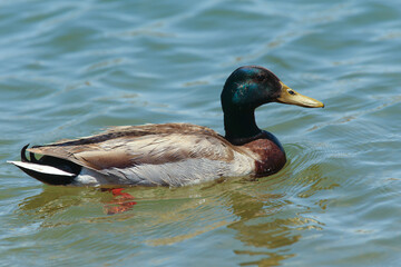 A duck swimming in the water at Lake Pleasant 