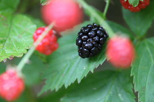 Blackberry bush in fruit