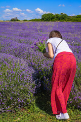 Woman in red skirt holding lavender bouquet in purple field under summer sky. Concept of harvesting of lavender, rural escape, aromatherapy joy, natural summer background