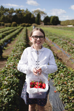 Young girl holding a basket of fresh strawberries at the strawberry farm