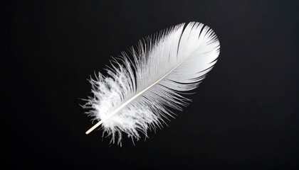 Obraz premium White Feather On Black Background