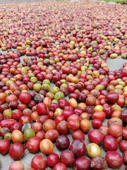 Freshly harvested coffee cherries are sun-dried on a flat surface during the post-harvest process,...
