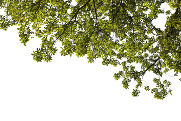 Obraz premium green leaves isolated on white