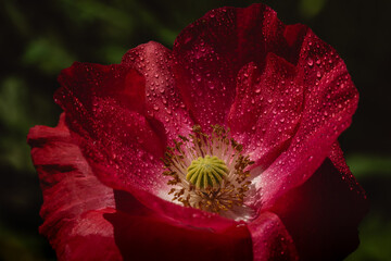 a close-up of a red poppy flower with water droplets