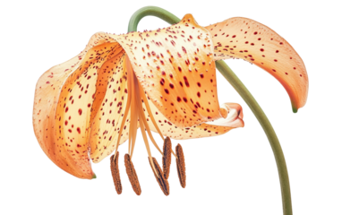 Tiger lily bloom showcasing bold orange coloration and striking spotted petal patterns isolated on transparent background PNG