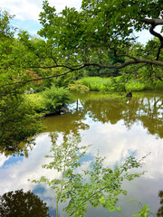 池に反射する木々