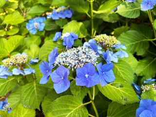 青色の紫陽花