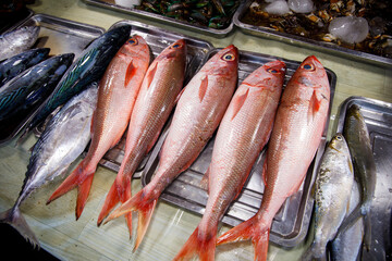 Asian fish market, large red snapper fish displayed on metal trays for sale