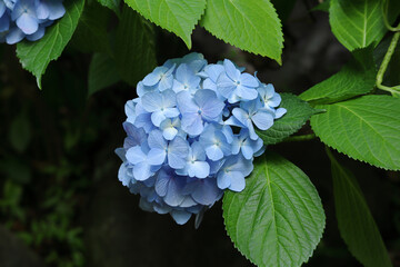 紫陽花