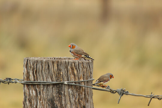 Two Zebra Finch birds sitting on a fence