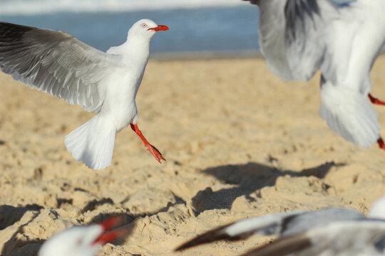 Seagulls jumping to catch food thrown to them