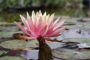 Natura
