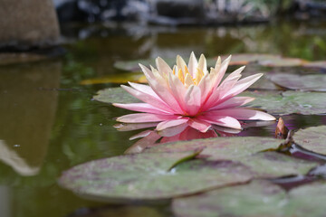 Natura