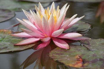 Natura