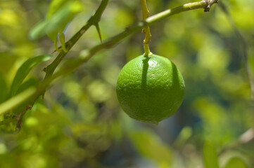 Green lemon on citrus tree – fresh natural fruit without water droplets