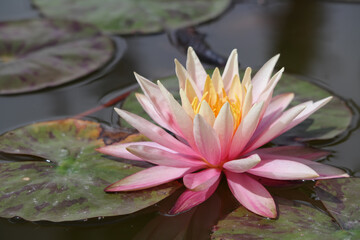 Natura