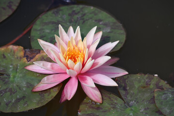 Natura
