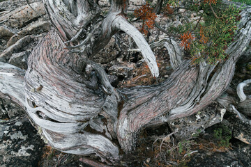 Twisted Trunk of a Pencil Pine