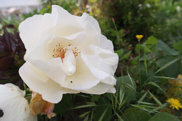 Obraz premium Natura