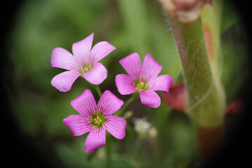Natura